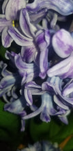 Load image into Gallery viewer, Lilac Blossom